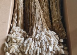 będzie dostępny około 05 kwietnia 2026 Dmuszek Żółty Lagurus Ovatus 50 cm długości 50 gram / wiązka