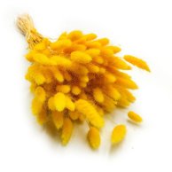 będzie dostępny około 05 kwietnia 2026 Dmuszek Żółty Lagurus Ovatus 50 cm długości 50 gram / wiązka