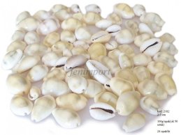 MUSZLE SIGAY cypraea annulus 100 g/opak (ok 50 sztuk w opakowaniu)
