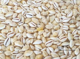 MUSZLE SIGAY cypraea annulus 100 g/opak (ok 130 sztuk w opakowaniu)