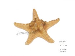 STARFISH  SMALL 10 - 13 CM 