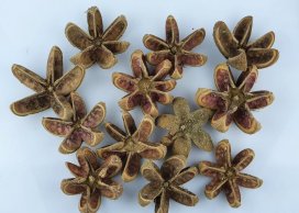 KARTUSH STAR FLOWER 5-7 CM-D NATRUAL 12 PC / PB