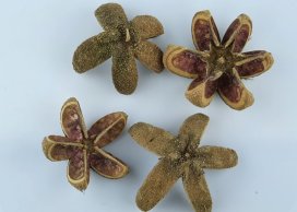 KARTUSH STAR FLOWER 5-7 CM-D NATRUAL 12 PC / PB