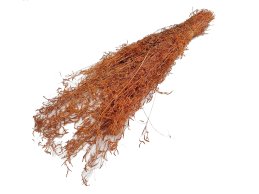 Munni grass pomarańczowa 100 gram/wiązka.