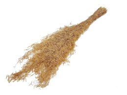 Munni grass golden yellow 100 gram/bdle