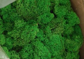 MOSS PRESERVED SUMMER GREEN  200 G / PB