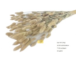 będzie dostępny około 05 kwietnia 2026 Dmuszek Naturalny Lagurus Ovatus 50 cm długości  100 gram/wiązka