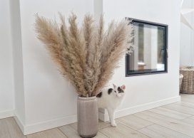 Pampas Grass Natural  Color ( Cortadria SP) total L 130 cm / 50-70 cm flower size L.