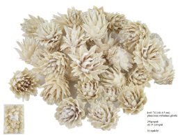 PLUMOSUM główki BIELONE BIAŁE 4-5 cm, 250g/opak, ok 35 szt/opak