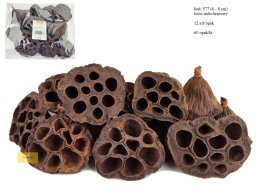 Lotos 6-8 cm Rudo Brązowy 12 szt/opak