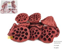 LOTOS 6-8 cm MEDIUM CZERWONY 12 szt/opak