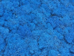 MECH RENIFERKOWY NIEBIESKI  200 g/opak