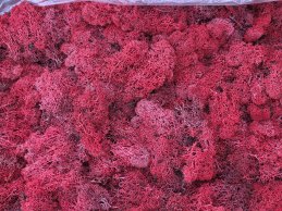 MECH RENIFERKOWY CZERWONY 200 g/opak