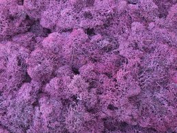 MECH RENIFERKOWY BORDOWY 200 g/opak