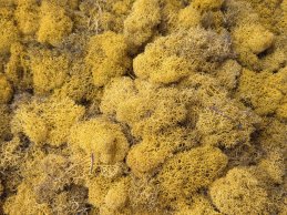 MECH RENIFERKOWY ŻÓŁTY CIEMNY 200 g/opak