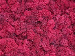 MECH RENIFERKOWY CZERWONY JASNY 200 g/opak