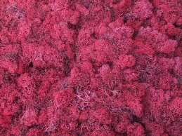 MECH RENIFERKOWY CZERWONY JASNY 200 g/opak