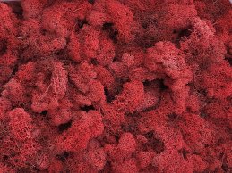 MECH RENIFERKOWY CZERWONY JASNY 200 g/opak