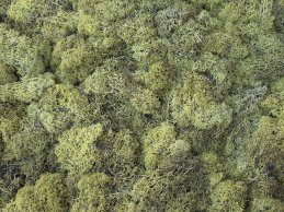 MECH RENIFERKOWY ZIELONO-LIMONKOWY 200 g/opak