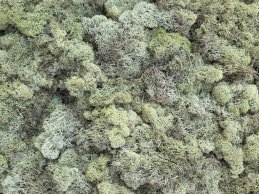 MECH RENIFERKOWY ZIELONO JASNY 200 g/opak