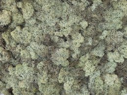 MECH RENIFERKOWY ZIELONO JASNY 200 g/opak