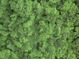 MECH RENIFERKOWY ZIELONY TRAWIASTY JASNY 200 g/opak