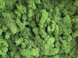 MECH RENIFERKOWY ZIELONY TRAWIASTY JASNY 200 g/opak