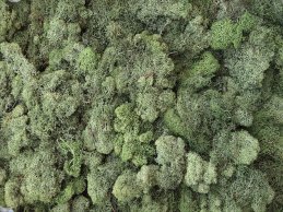 MECH RENIFERKOWY MEDIUM ZIELONO JASNY 200 g/opak