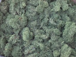 MECH RENIFERKOWY CIEMNO-ZIELONY JASNY O200 g/opak