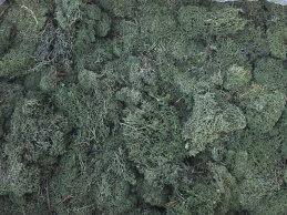 MECH RENIFERKOWY CIEMNO-ZIELONY JASNY O200 g/opak