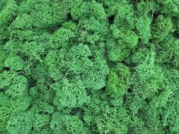 MECH RENIFERKOWY JABŁKOWO ZIELONY JASNY 200 g/opak