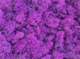 MECH RENIFERKOWY RÓŻOWY FUCHSIA  200 g/opak