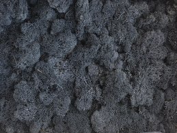 MECH RENIFERKOWY CZARNY JASNY 200 g/opak