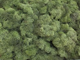 MECH RENIFERKOWY JASNO-ZIELONY CIEMNY 200 g/opak