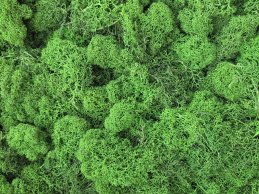 MECH RENIFERKOWY ZIELONY TRAWIASTY CIEMNY 200 g/opak