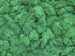 MECH RENIFERKOWY JABŁKOWO ZIELONY CIEMNY 200 g/opak