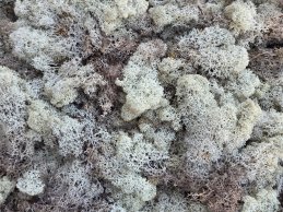 MECH RENIFERKOWY NATURALNY 200 g/opak