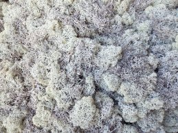 MECH RENIFERKOWY LICHEN 200 g/opak