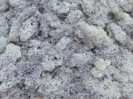 MECH RENIFERKOWY CINDER 200 g/opak