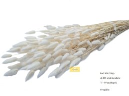 będzie dostępny około 05 kwietnia 2026 Dmuszek Bielony Biały Lagurus Ovatus 50 cm długości 50 gram / wiązka