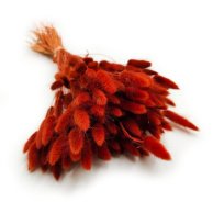 będzie dostępny około 05 kwietnia 2026 Dmuszek Rudo Brązowy Lagurus Ovatus 50 cm długości 50 gram / wiązka