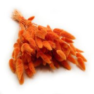 będzie dostępny około 05 kwietnia 2026 Dmuszek Pomarańczowy Lagurus Ovatus 50 cm długości 50 gram / wiązka