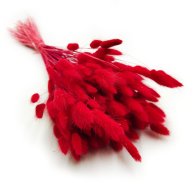 będzie dostępny około 05 kwietnia 2026 Dmuszek Czerwony Lagurus Ovatus 50 cm długości 50 gram / wiązka