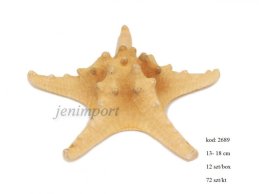 STARFISH  MEDIUM  13 cm-18 cm 