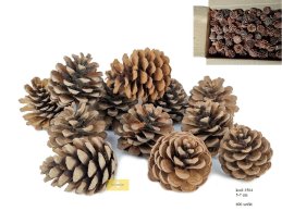 PINE CONE 5CM-7CM NATURAL LOOSE