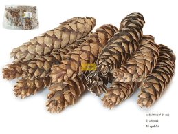 SZYSZKA STROBUS 15-20 cm LARGE  duża szyszka 12 szt/opak