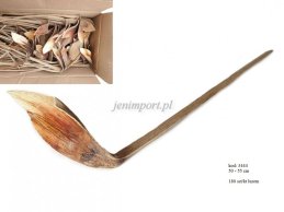 SHOE HORN 50CM-55CM NATURAL