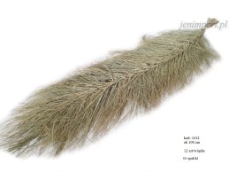 DATE WIDDLE 100-110 CM NATURALNE 12 SZT/OPAK 