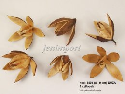  LILY  8-9  cm NATURAL 6 PC/PB