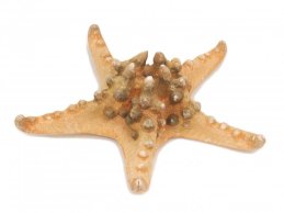 STARFISH BIG 22-25 CM